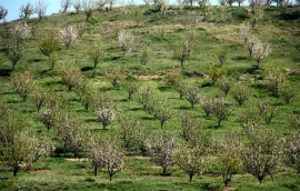باغات دیم در ۵۰۰ هزار هکتار از اراضی شیب دار کشور احداث می شود